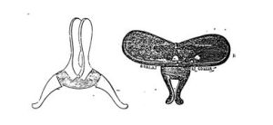 Histeroforo de Eulenberg