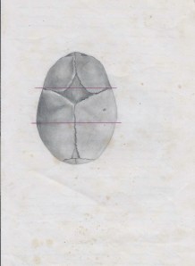 Dibujo de  los apuntes de Obstetricia de D. José Llanos López