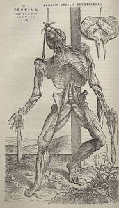 Vesalio 2