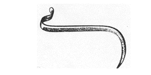 Sonda acanalada de sinfisiotomía