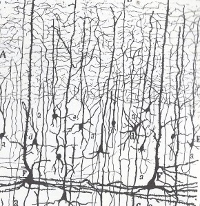 Cajal 002