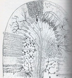 Cajal 005