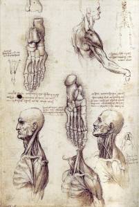 Anatomia 4